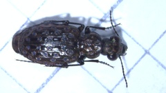 Elaphrus uliginosus