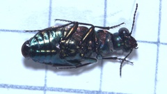 Elaphrus uliginosus