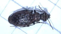 Elaphrus uliginosus