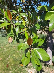 Magnolia grandiflora