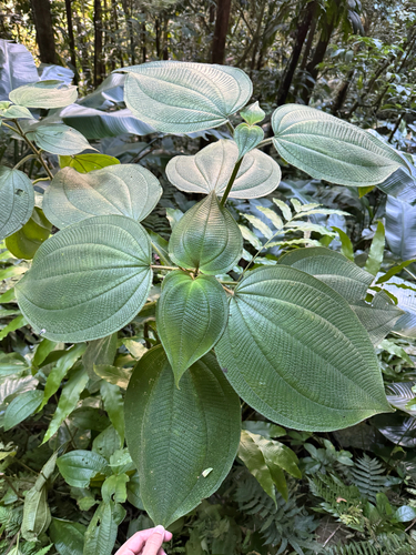 Sciaphila observed 2026-10-20