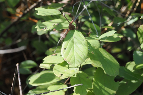 Fothergilla gardenii observed 2026-10-18