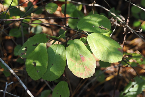 Fothergilla gardenii observed 2026-10-18