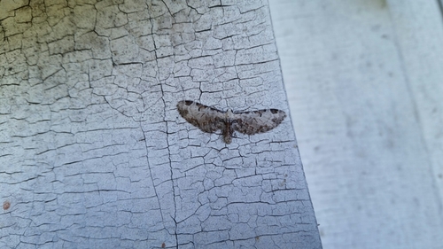 Eupithecia nevadata photo 2