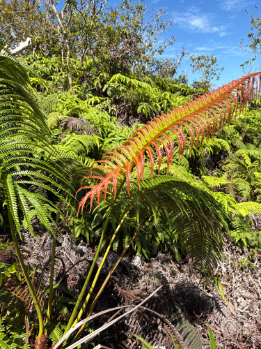 Sadleria cyatheoides observed 2026-10-20