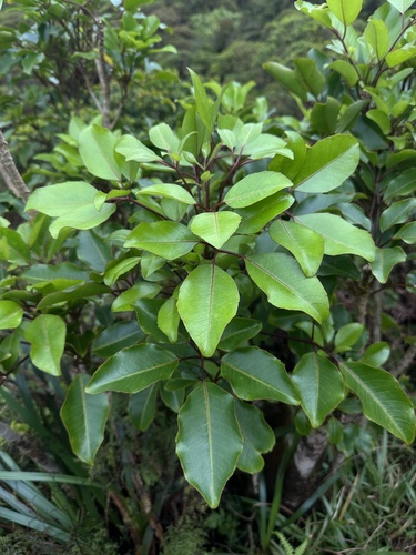 Cheirodendron trigynum observed 2026-10-18