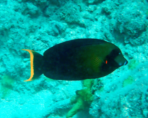Acanthurus pyroferus observed 2026-10-19