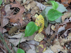 Mycosphaerella colorata