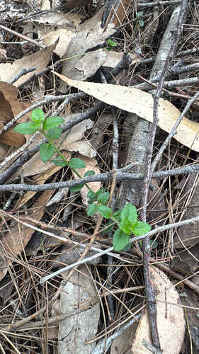 Gonocarpus teucrioides observed 2026-10-13