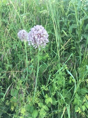 Allium ampeloprasum