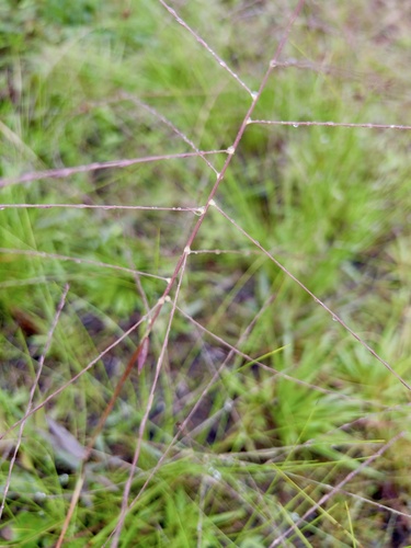 Gymnopogon ambiguus, 2026-10-17