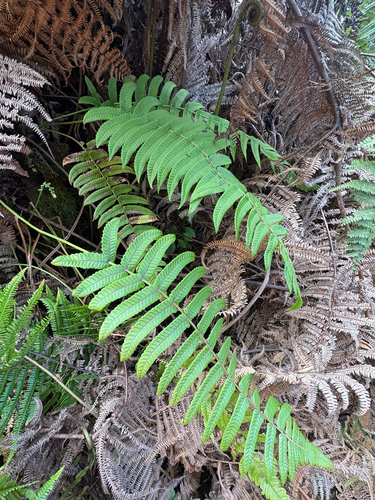 Hoiokula sandwicensis observed 2026-10-20
