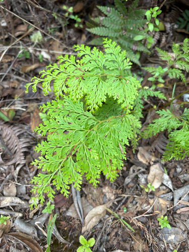 Odontosoria chinensis observed 2026-10-13