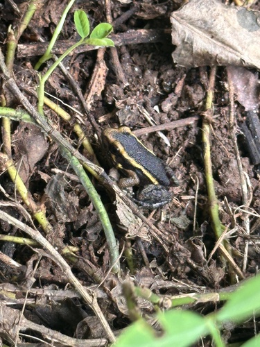 Lithodytes lineatus, 2026-10-20