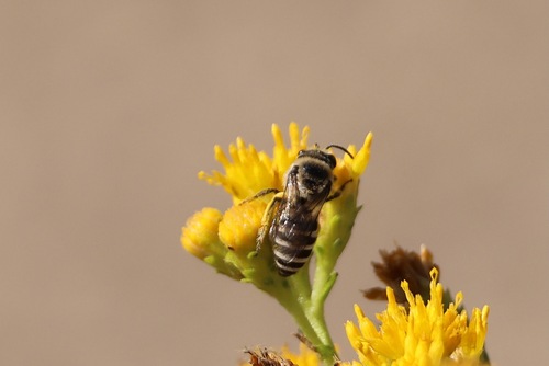 Tansy Mustard Sweat Bee