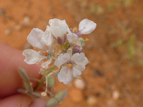 Touristplant