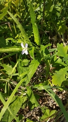 Viola vadimii