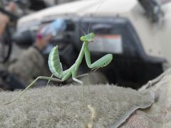 Hierodula tenuidentata