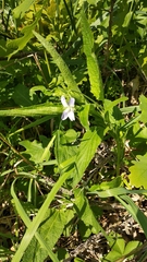 Viola vadimii