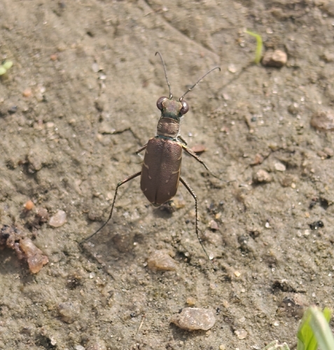 Cylindera, 2026-10-20