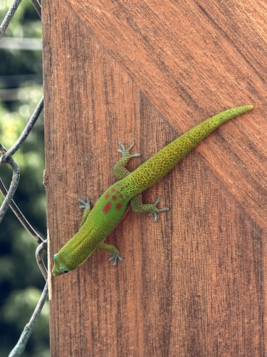 Phelsuma laticauda observed 2026-10-19