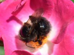 Bombus hypnorum