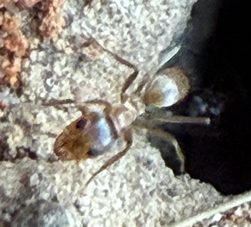 Yellow Pyramid Ant