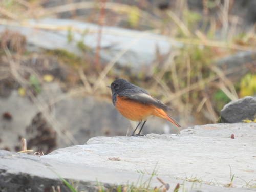 Phoenicurus hodgsoni observed 2026-10-06