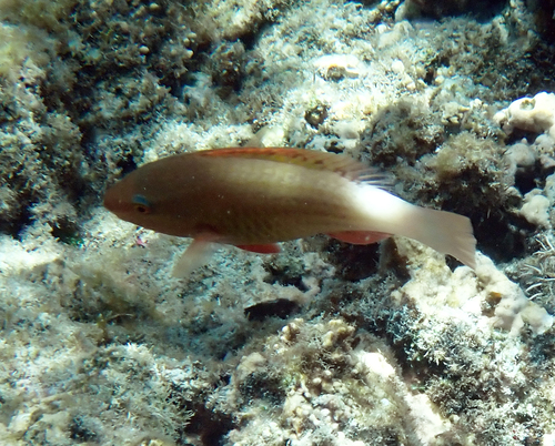 Scarus frenatus observed 2026-10-19