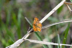 Phyciodes pallida