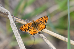 Phyciodes pallida