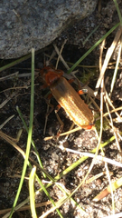 Cantharis livida