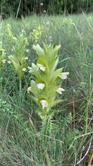 Acanthus hirsutus