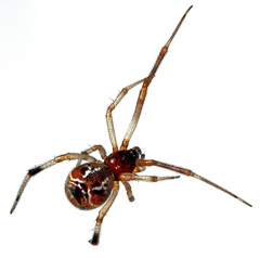 Parasteatoda lunata