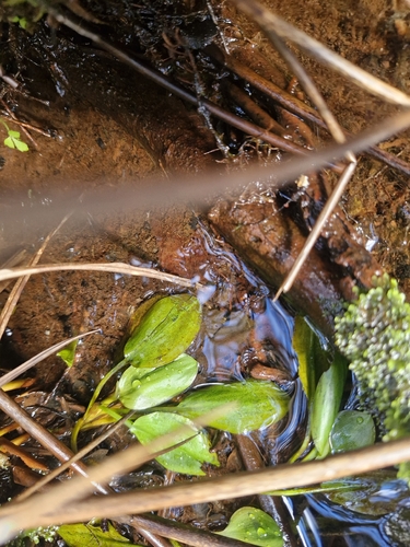 Potamogeton cheesemanii observed 2026-09-23