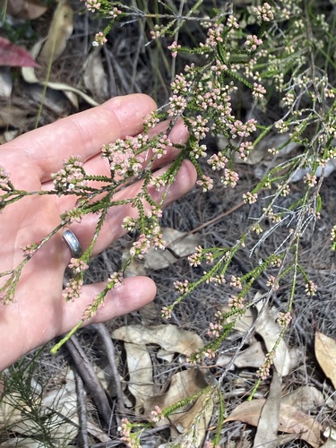 Micromyrtus ciliata observed 2026-10-21