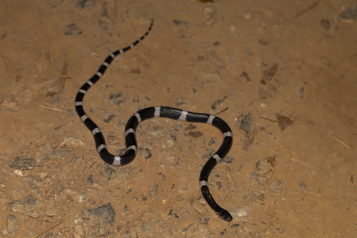Bungarus candidus observed 2026-10-20