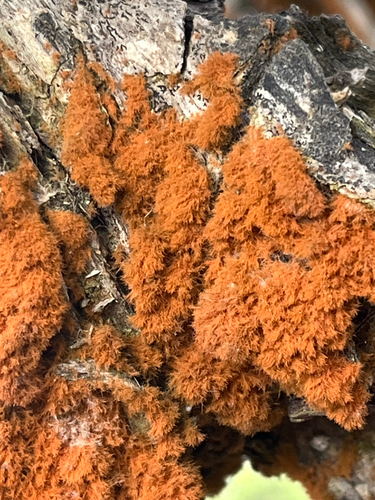 Trentepohlia observed 2026-10-19
