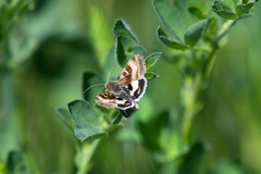 Heliothis oregonica