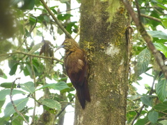 Xiphocolaptes promeropirhynchus