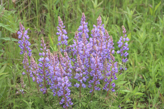 Lupinus perennis