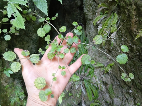 Rhabdothamnus solandri observed 2026-10-21