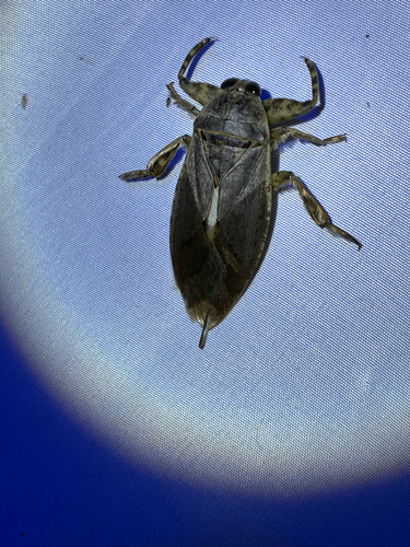 Lethocerus medius