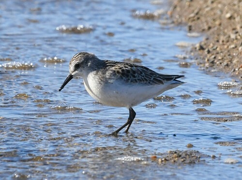Calidris pusilla, 2026-10-19