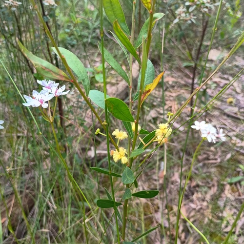 Acacia myrtifolia observed 2026-10-17
