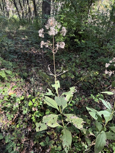 Eutrochium purpureum, 2026-10-20