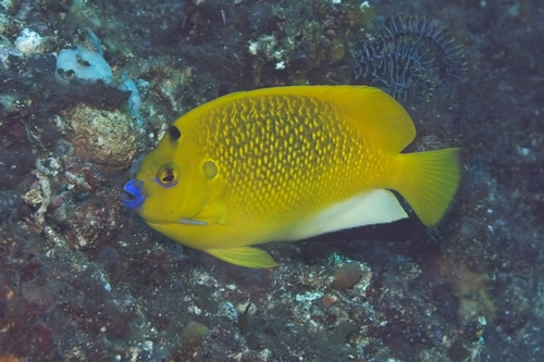 Apolemichthys trimaculatus observed 2026-10-14
