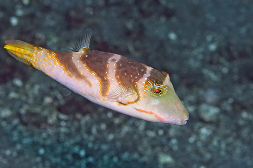 Canthigaster axiologus observed 2026-10-14