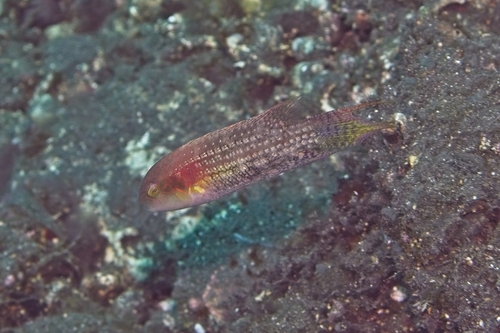 Oxycheilinus bimaculatus observed 2026-10-14