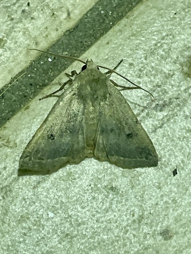 Red-line Quaker